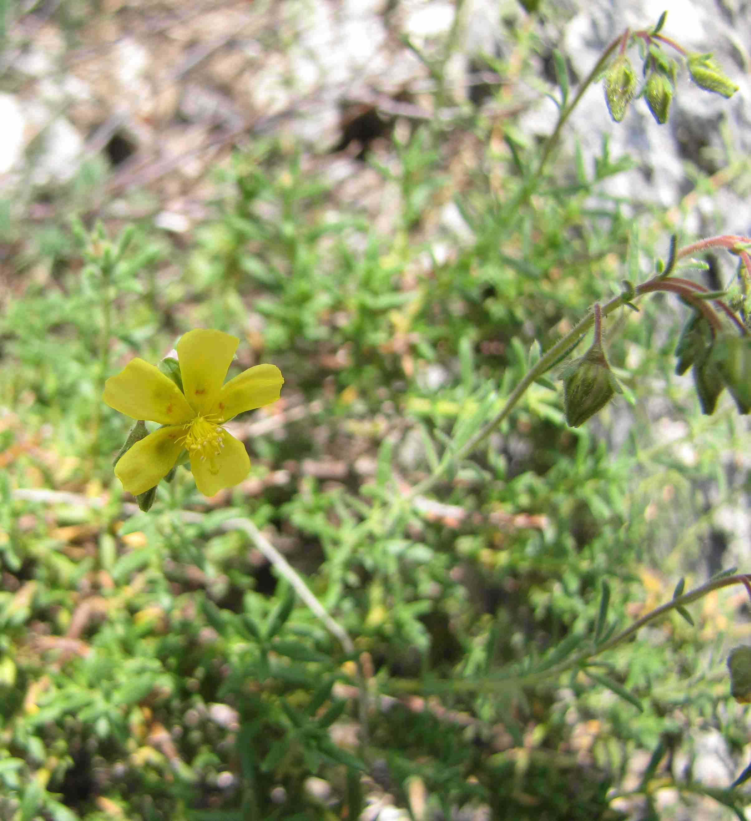 Capri - Helianthemum sp.